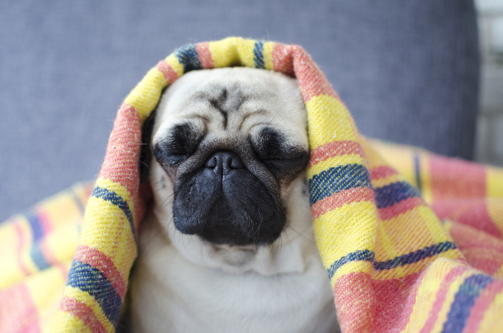 The Long and Short of It Modern Molosser